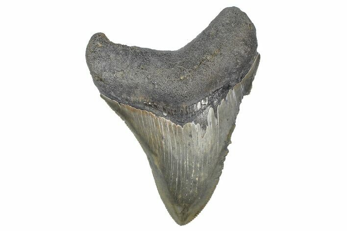 Serrated, Fossil Megalodon Tooth - South Carolina #368015